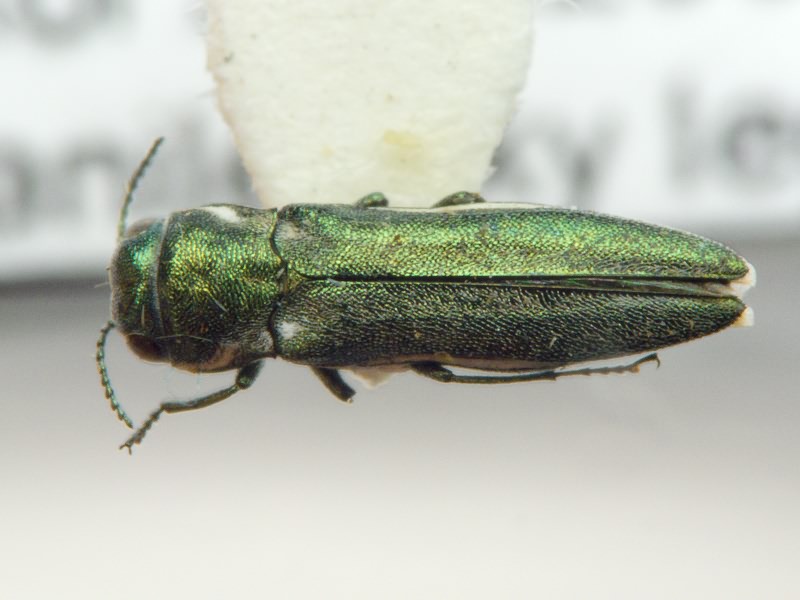 Agrilus nivosus Abeille de Perrin, 1900